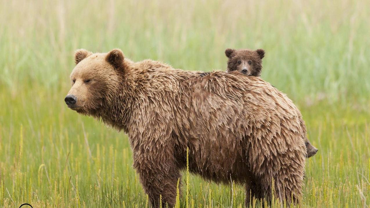 dy业务 - 自助下单平台 业务微博,快手诚信刷业务网站,快手代刷50个赞