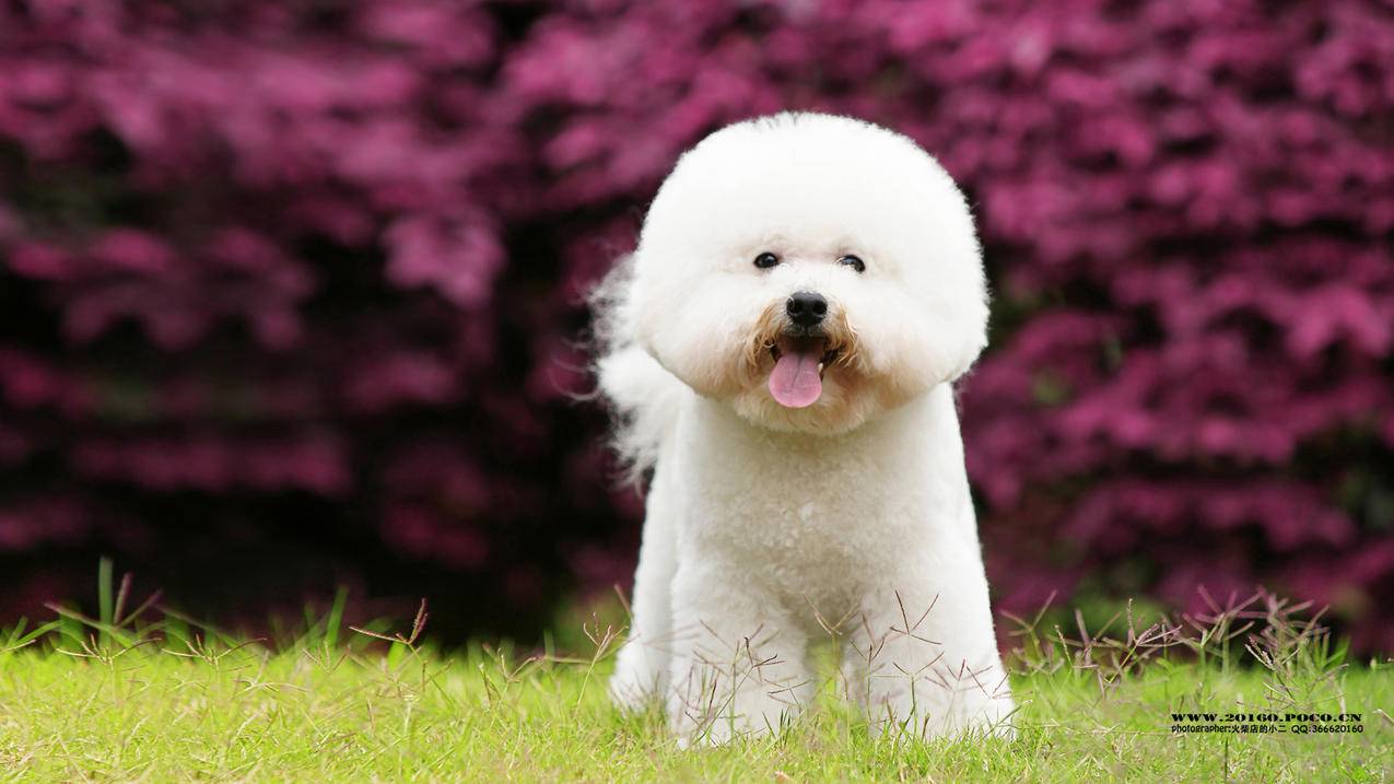 抖音天兔低价刷粉网 - 每天刷10个空间访客网站-王者刷人气赞-刷赞qq赞网站平台