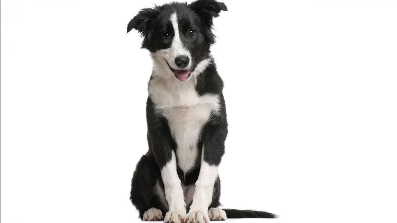 nba2k21挡拆是哪个键_nba2k22挡拆键 - IOS分享 - 55dz账号网