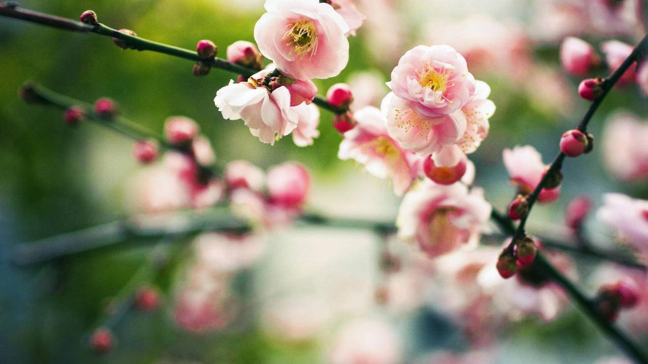 抖音国外版本叫什么tiktok_抖音国外版本叫什么名字 - 苹果APP下载 - 55dz账号网