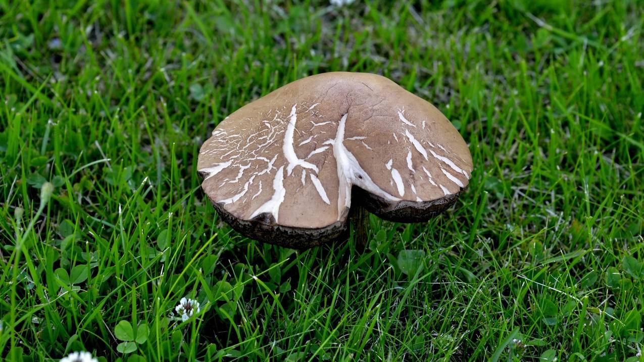 碧蓝航线日服4周年庆过场图_碧蓝航线日服三周年礼服 - 日本苹果ID - 55dz账号网