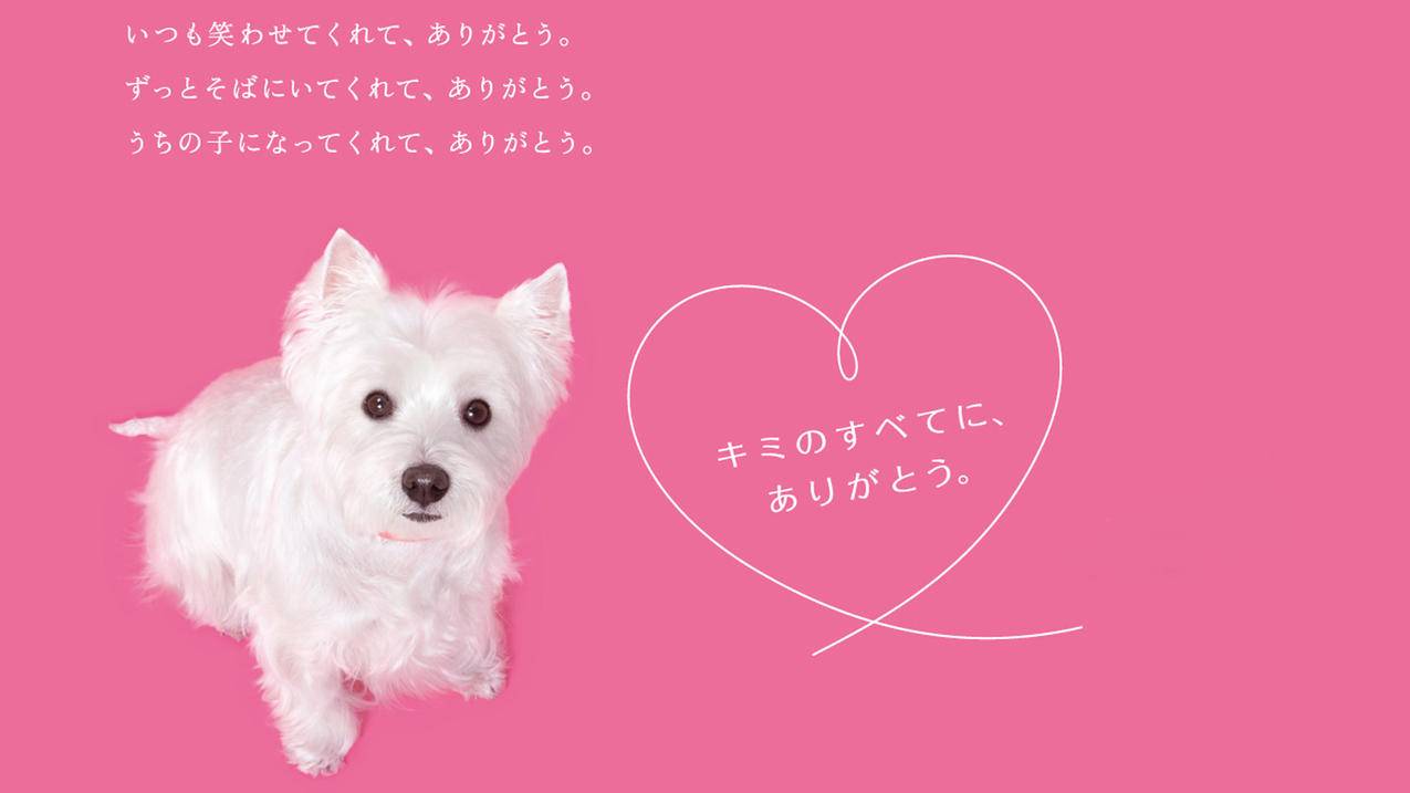 韩国苹果id为啥不能用qq邮箱_韩国苹果id为啥不能用邮箱登陆 - 韩国苹果id - 55dz账号网