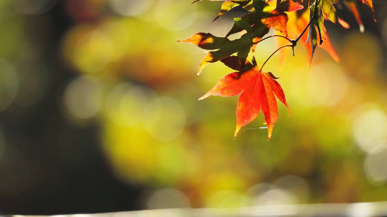 财神低价qq刷空间说说赞 - qq空间空间人气刷赞_ww.王者荣耀刷金币网站