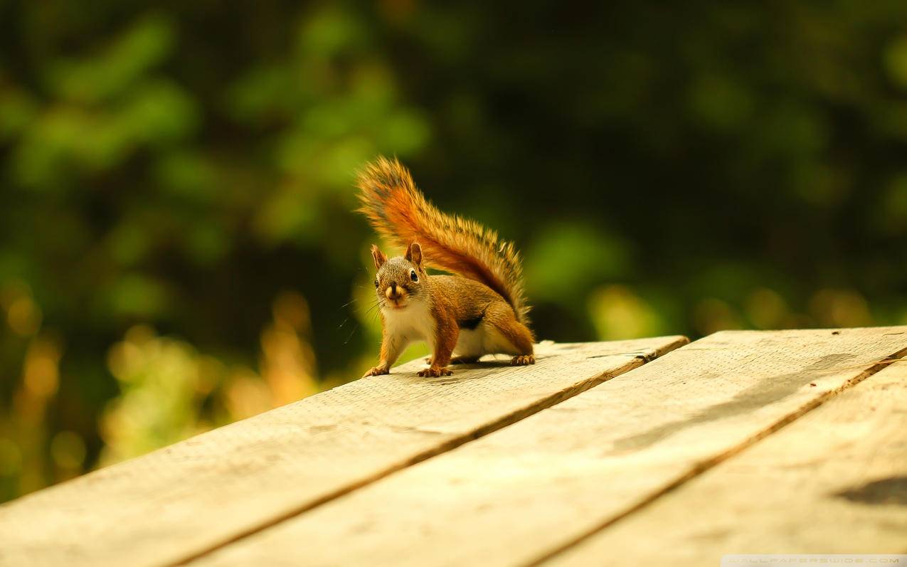 googleplay服务框架安装器_googleplay谷歌安装器 - google相关 - 55dz账号网