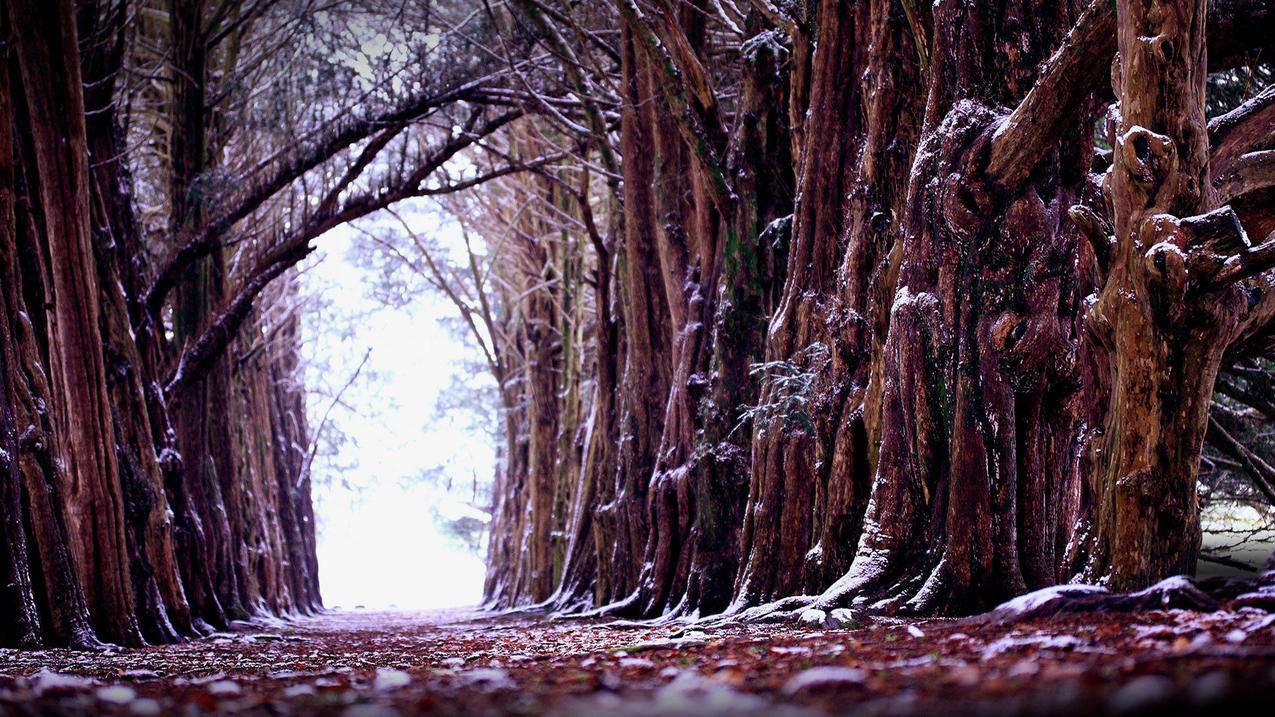 华为手机怎么下载脸书,油管等软件_华为手机可以下载脸书吗 - youtube相关 - 55dz账号网