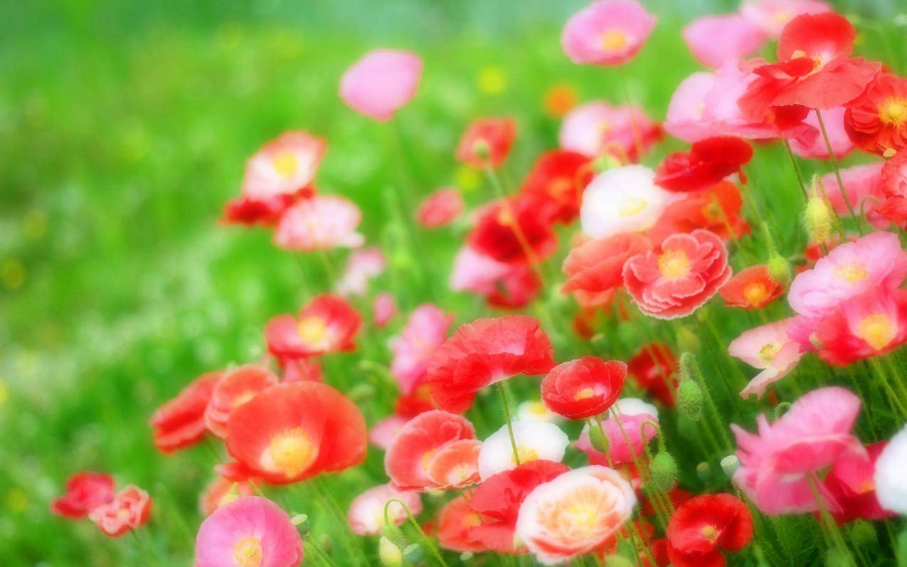 如何在小红书快速出谷？高效方法解析 - 网络资讯 - ks业务下单