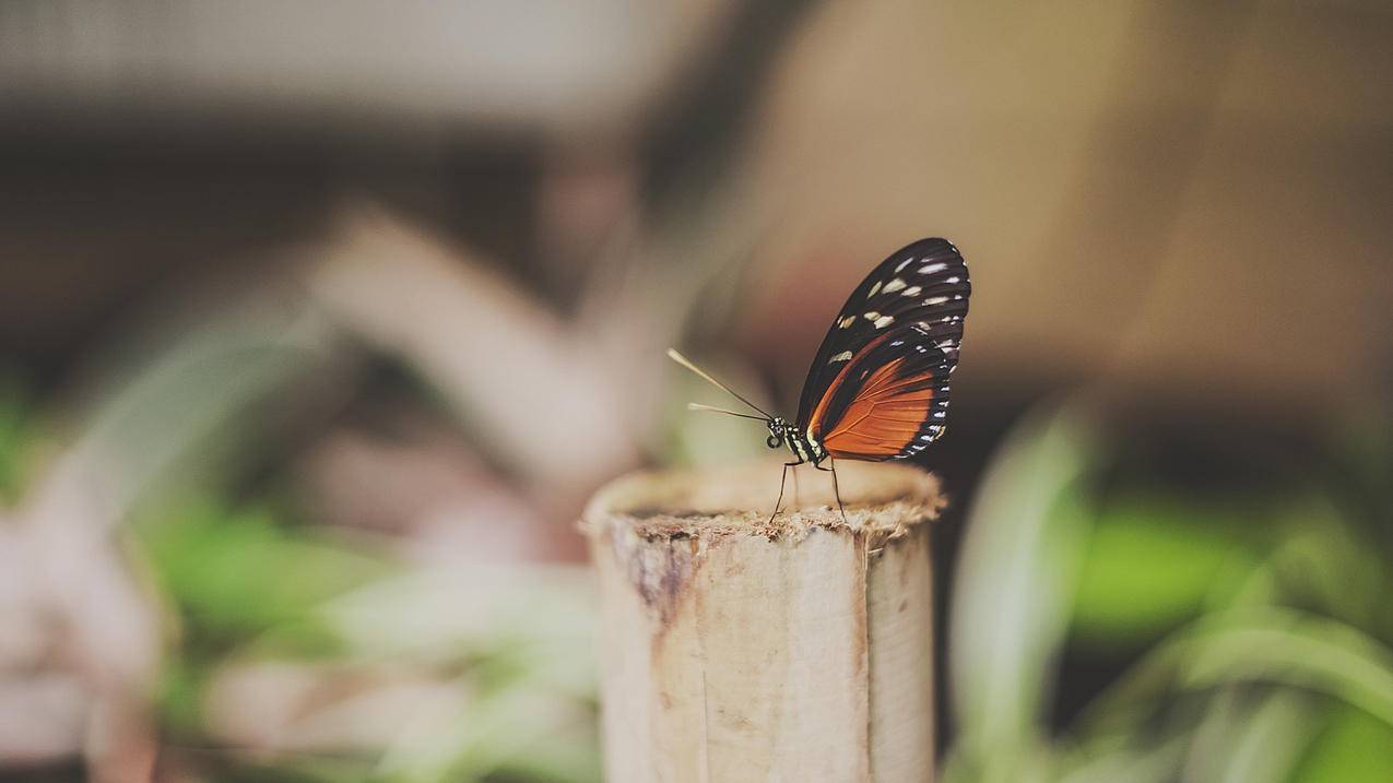 邮箱号忘记了怎么找回来  ( 怎么找回注册推特时的账号密码? ) - 55dz账号网