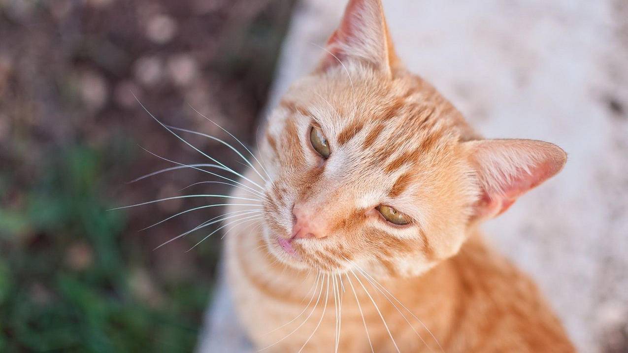 tiktok注册网络遥不可及_tiktok注册不了 - 苹果APP下载 - 55dz账号网