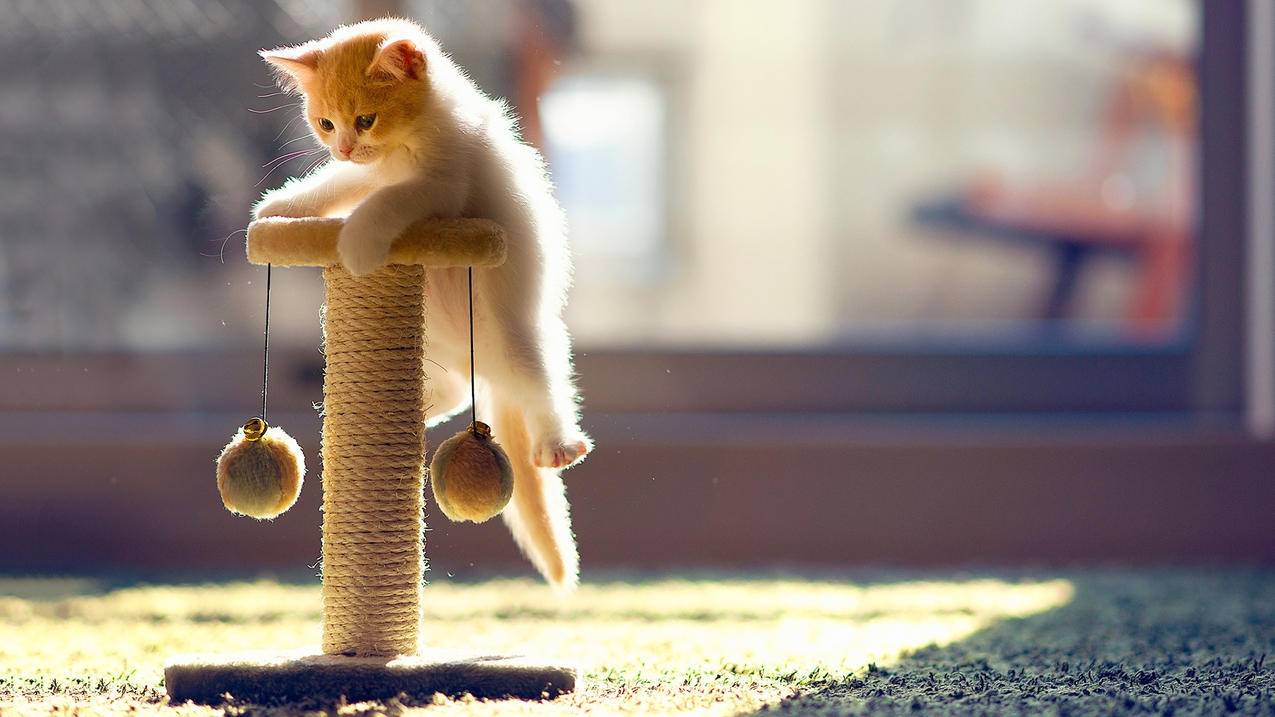 clash允许来自局域网的连接android_clash局域网 - clash相关 - 55dz账号网