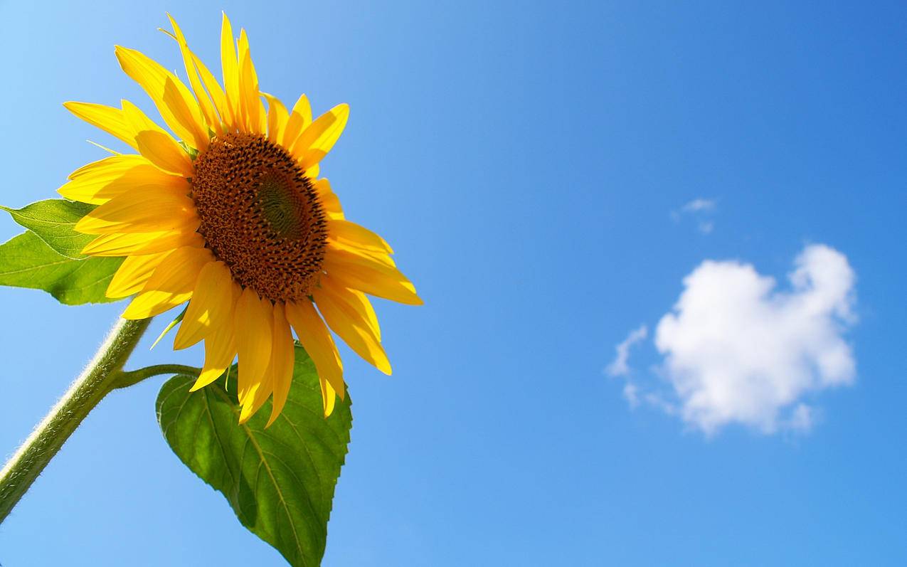 拼多多砍价助手怎么设置-dy业务网