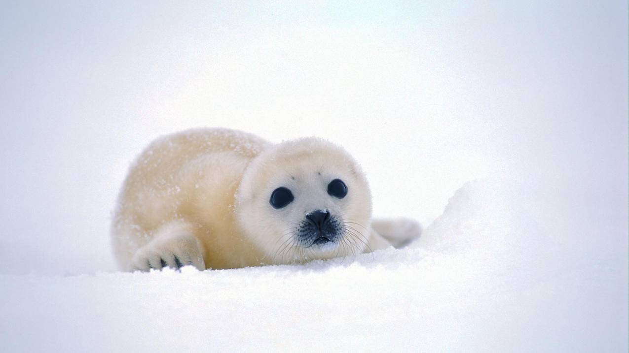 Wow 魔兽 美服战友招募系统新手怎么开?  ( 美区小火箭兑换码 ) - 55dz账号网