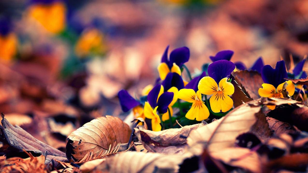 抖音1元涨100粉,24小时全自助下单平台快手,众人业务网快手24小时粉丝