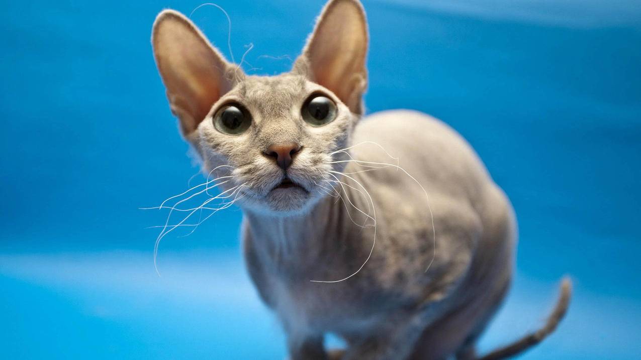 Skype短信传递失败_skype接收短信 - skype相关 - 55dz账号网