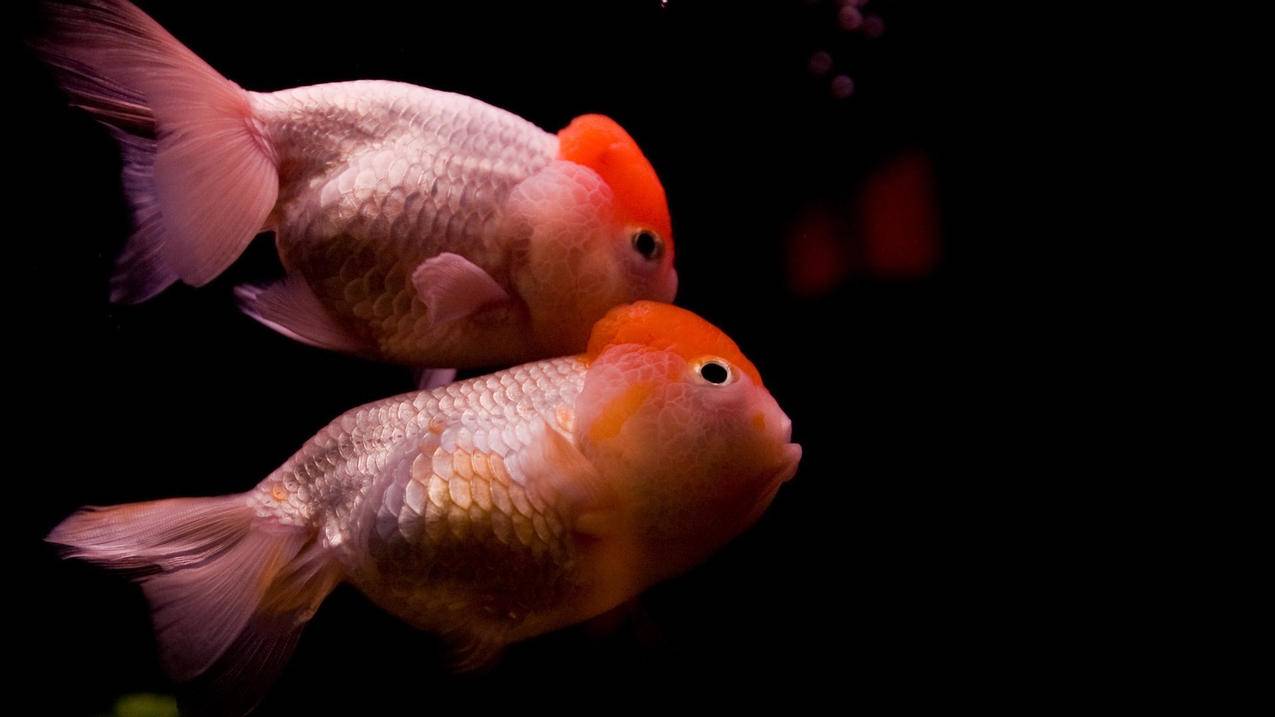 qq空间业务已下线 - 刷qq空间业务链接 - 低价下单平台 - ks业务网