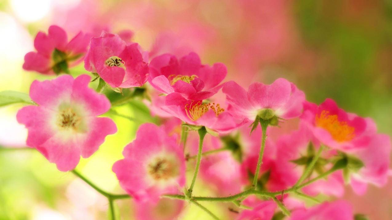 华为怎样安装googleplay_华为怎样安装谷歌三件套 - google相关 - 55dz账号网