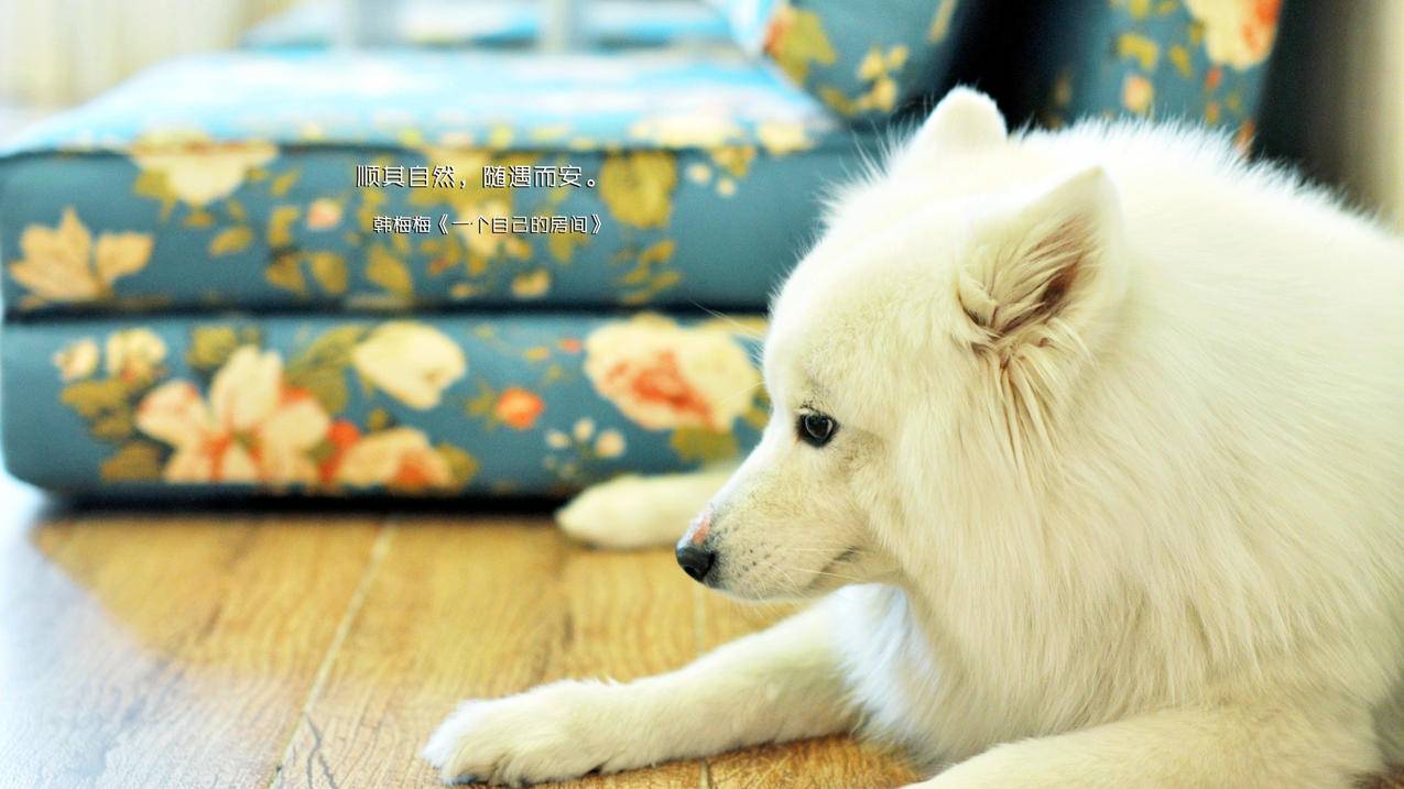 全民k歌免费涨粉丝-抖音刷赞软件0.1元100赞