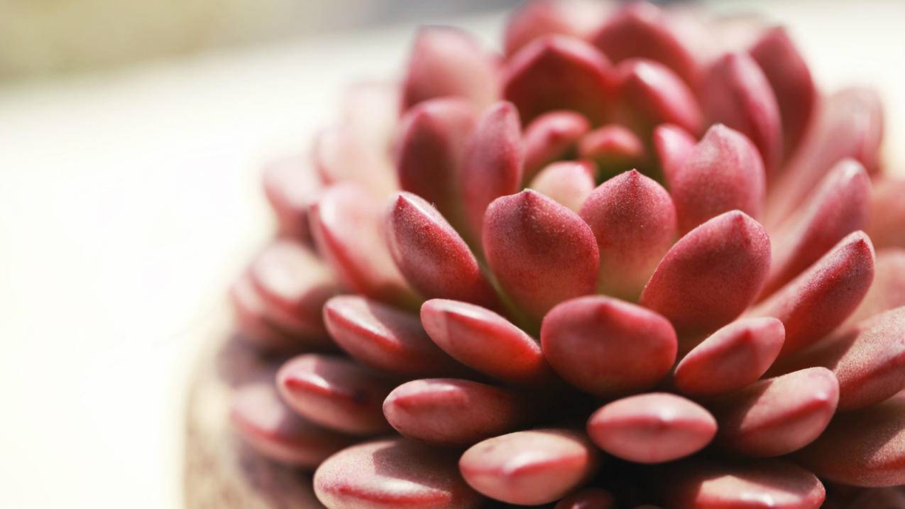 messenger看不到对方头像_skype看不到对方头像 - messenger相关 - 55dz账号网