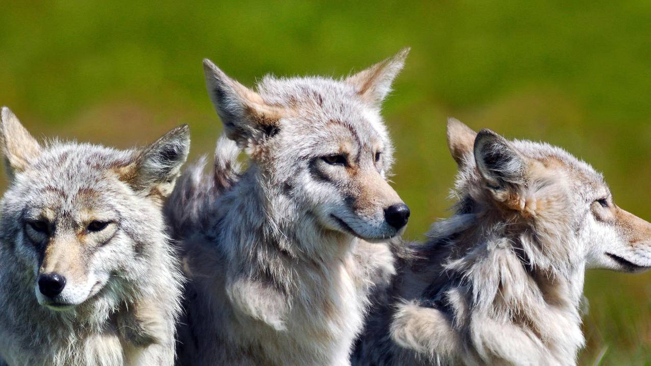 互联网寒冬淘金热：隐秘铁军地推App拉新，最高月入10万 - Apple ID相关 - 55dz账号网