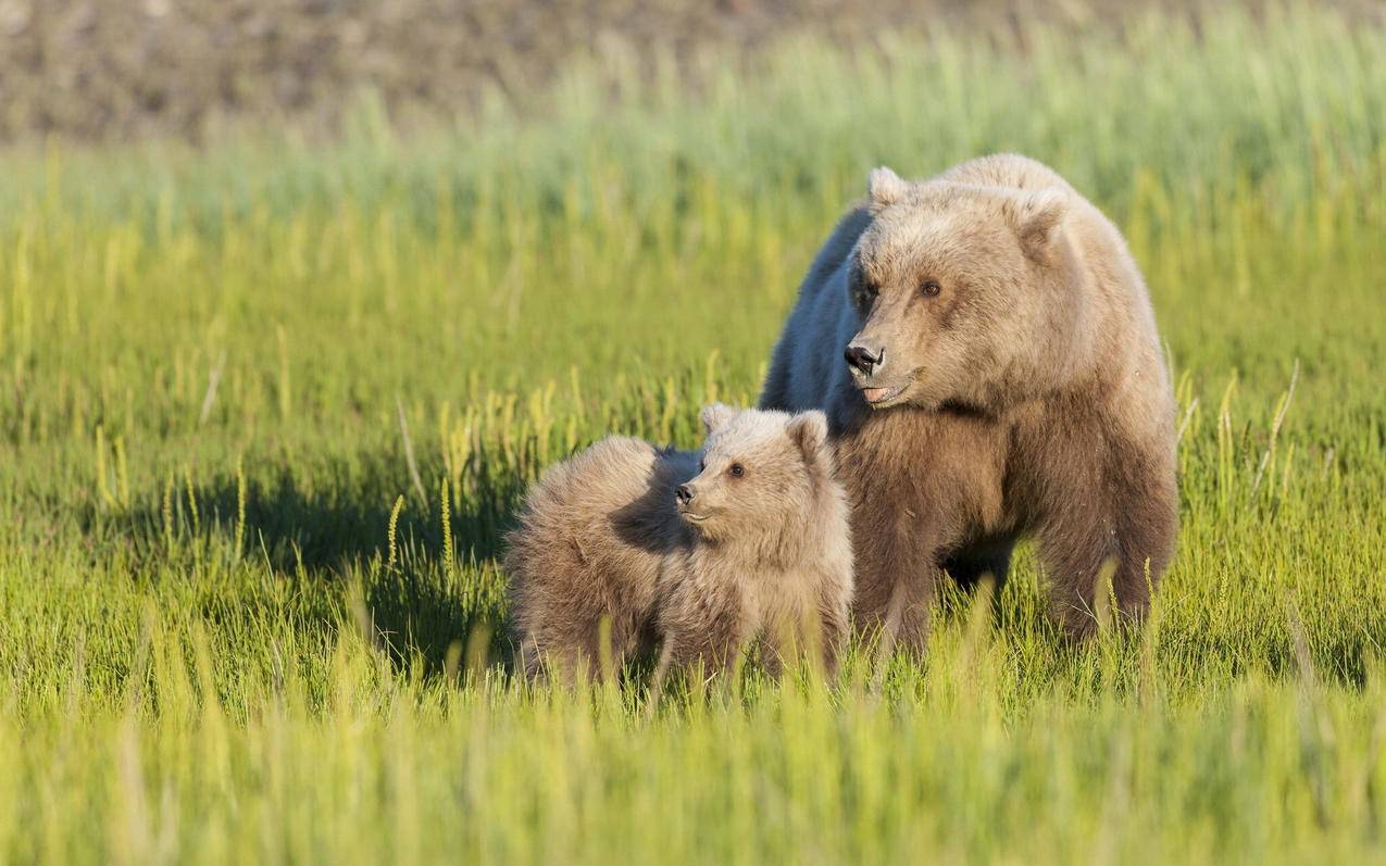 日本苹果id怎么设置不共享照片_日本苹果id怎么设置不共享照片功能 - 日本苹果ID - 55dz账号网