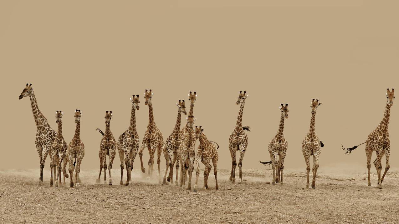 抖音不让做诗什么梗-dy业务网