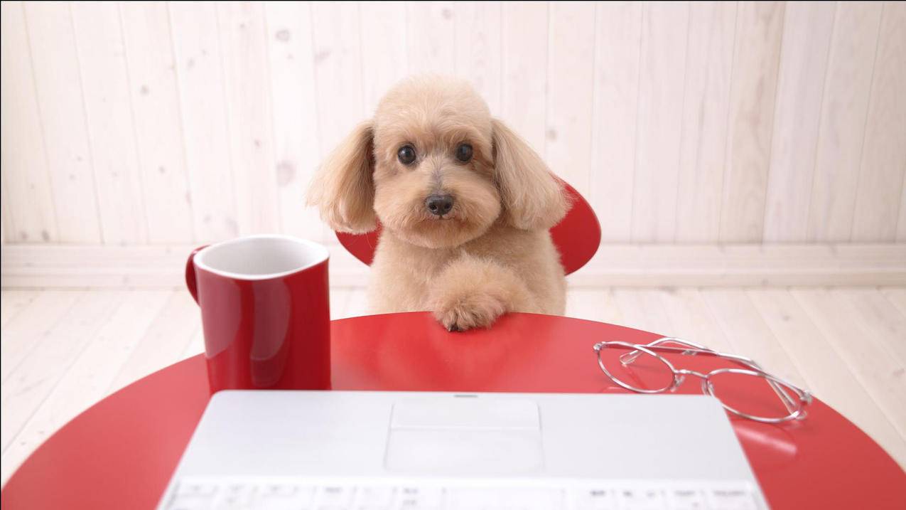 抖音代刷真人粉网自助下单 - qq代刷网平台最稳刷10赞,qq免费说说赞在线刷网站,微博热刷热度