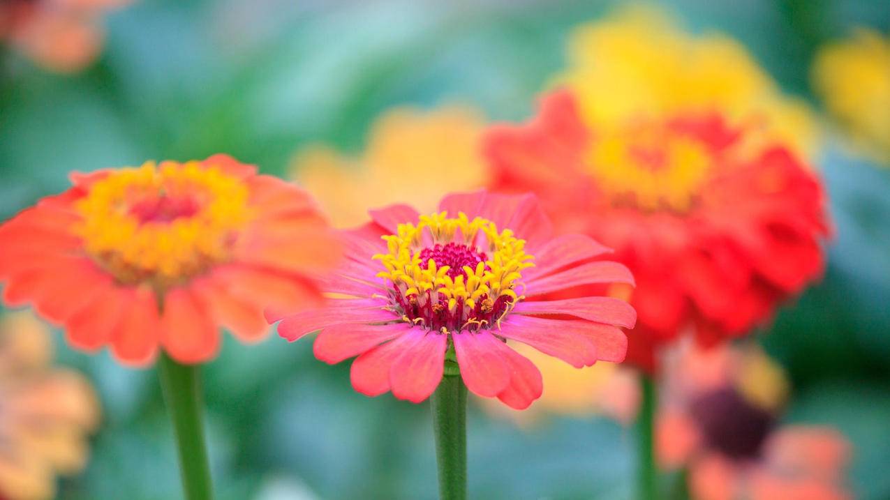 微信转错钱怎么撤回_微信转错钱怎么撤销 - 微信相关 - 55dz账号网