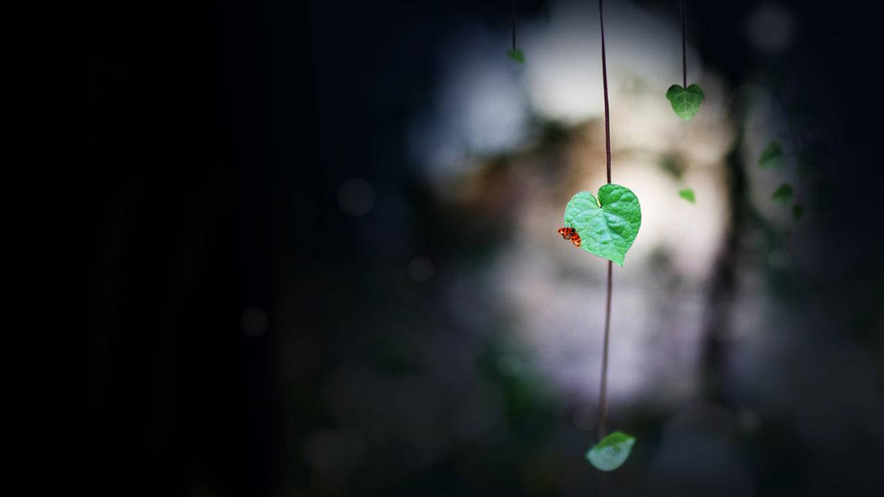 小火箭节点几块钱  ( smallrocket怎么支付 ) - 55dz账号网