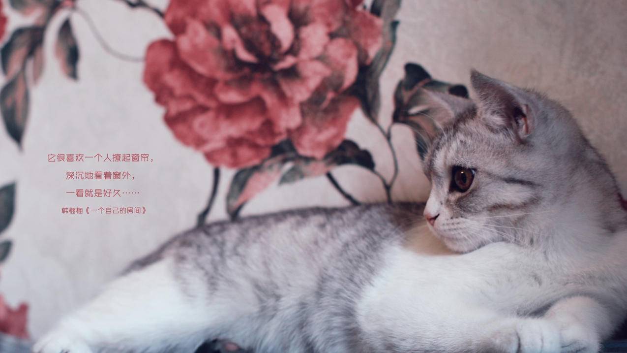 抖音刷赞yy - qq代网站免费刷业务在线-空间转发说说刷赞网址-刷关注平台、