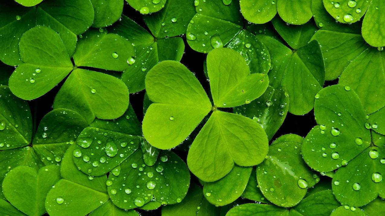 抖音做爆款产品怎么做？做爆款产品有风险吗？-dy业务网