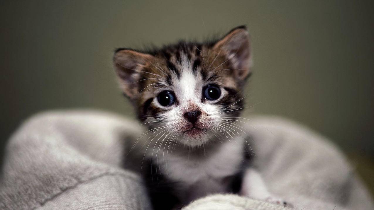 快手免费刷粉平台 - 快手刷赞网址推广,快手免费刷赞下载手机版,快手免费刷粉网站推广
