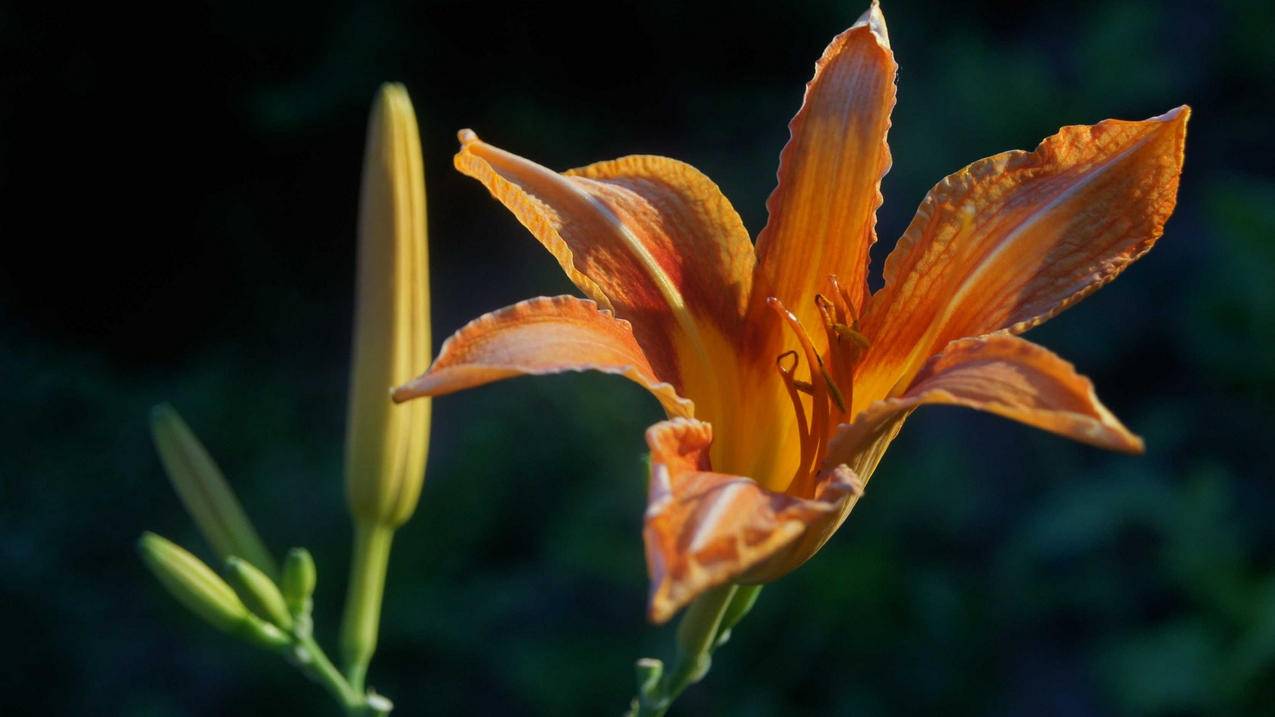 zoom大学是什么意思中文_Zoom大学是什么意思 - zoom相关 - 55dz账号网