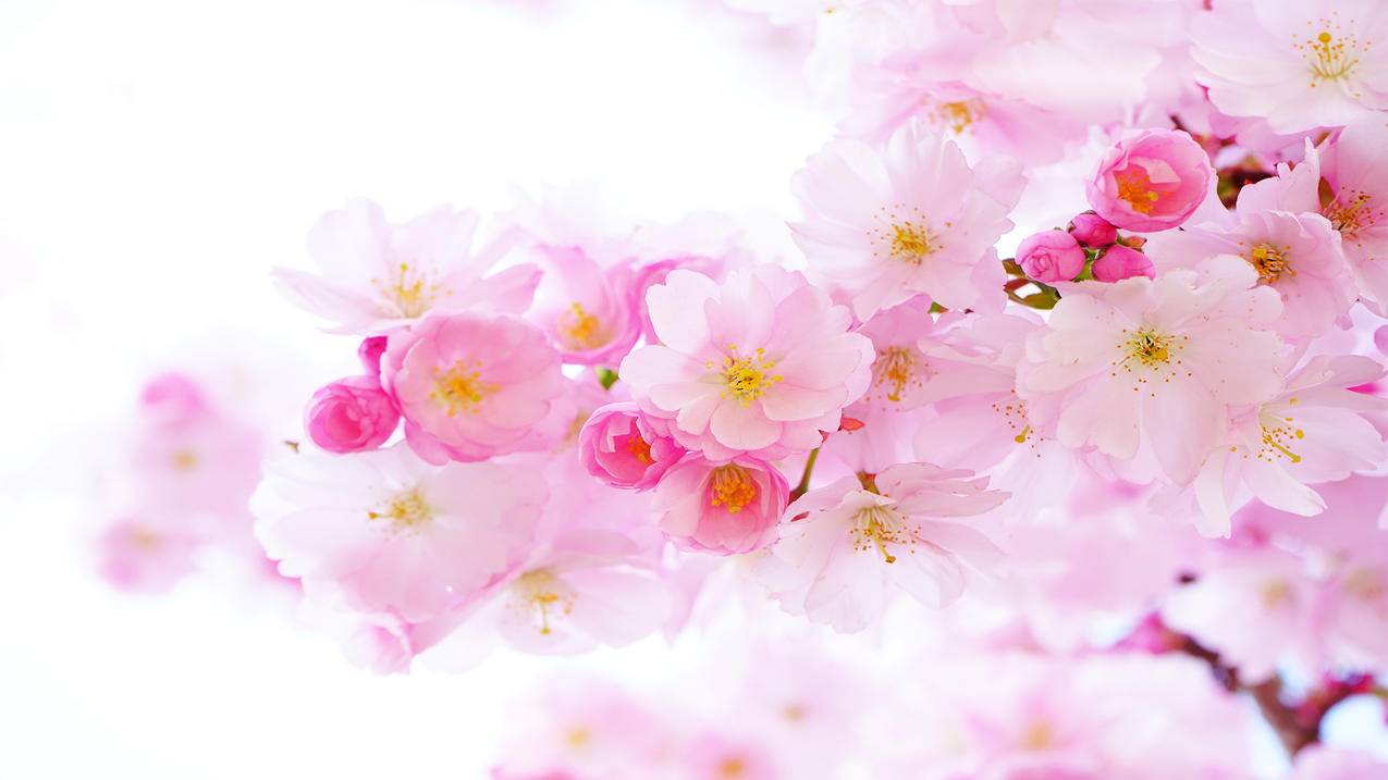 企业微信群发起投票_企业微信群发起投票怎么弄 - 微信相关 - 55dz账号网