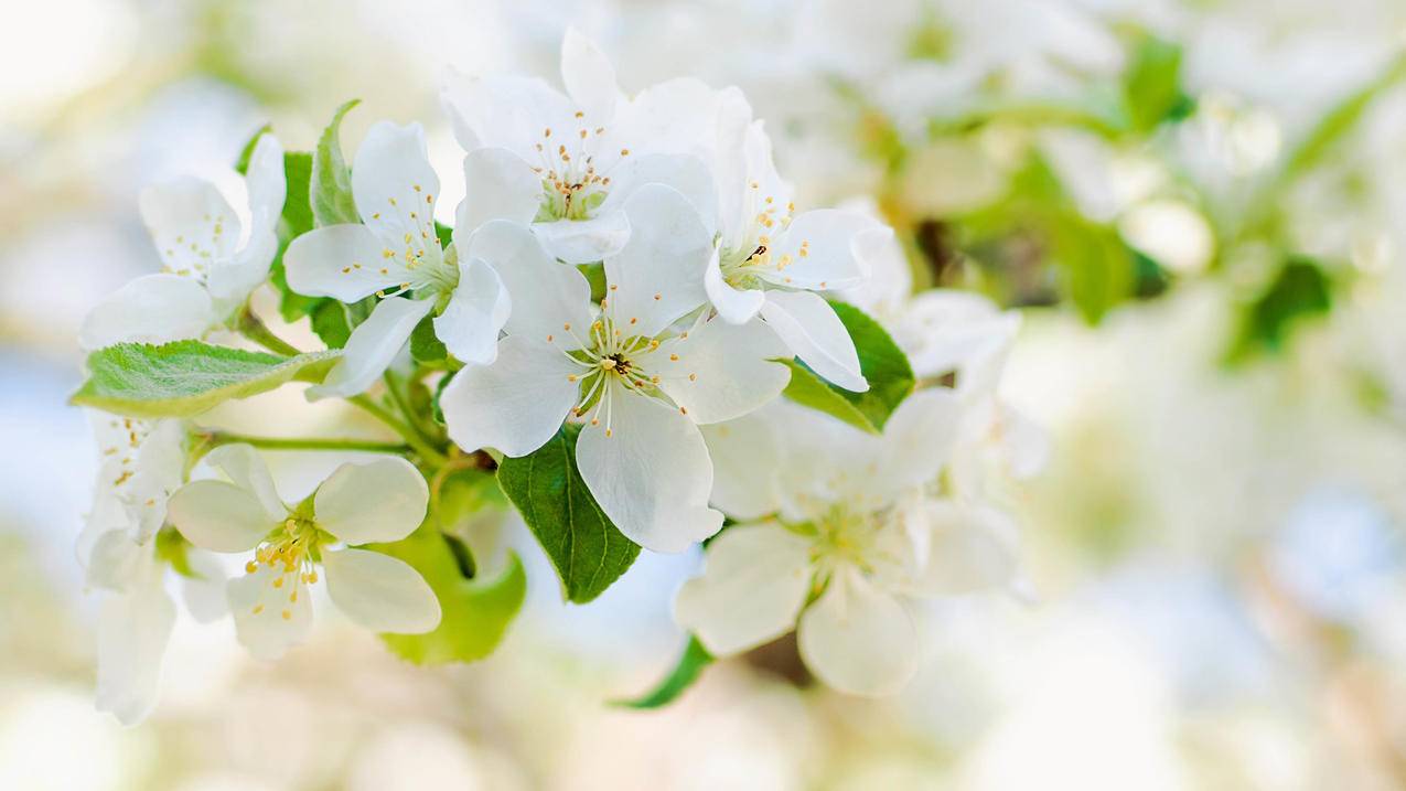 美区小火箭是干嘛的  ( 小火箭节点几块钱 ) - 55dz账号网