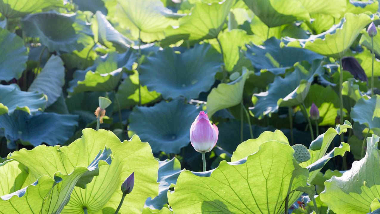 抖音怎么免费赚抖币  ( 抖音上怎样可以赚到钱? ) - 55dz账号网