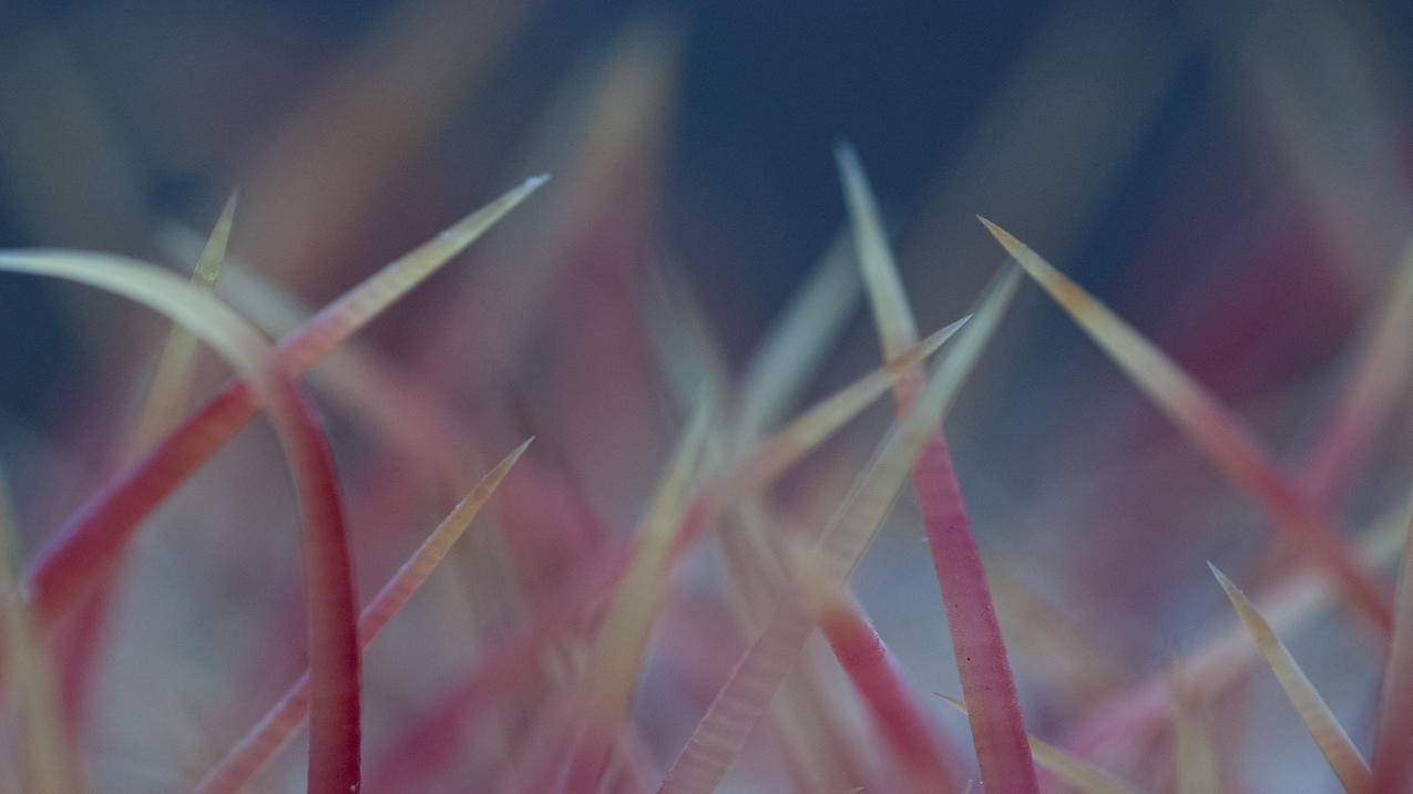 Shadowrocketios帐号的简单介绍 - 注册外服方法 - 55dz账号网