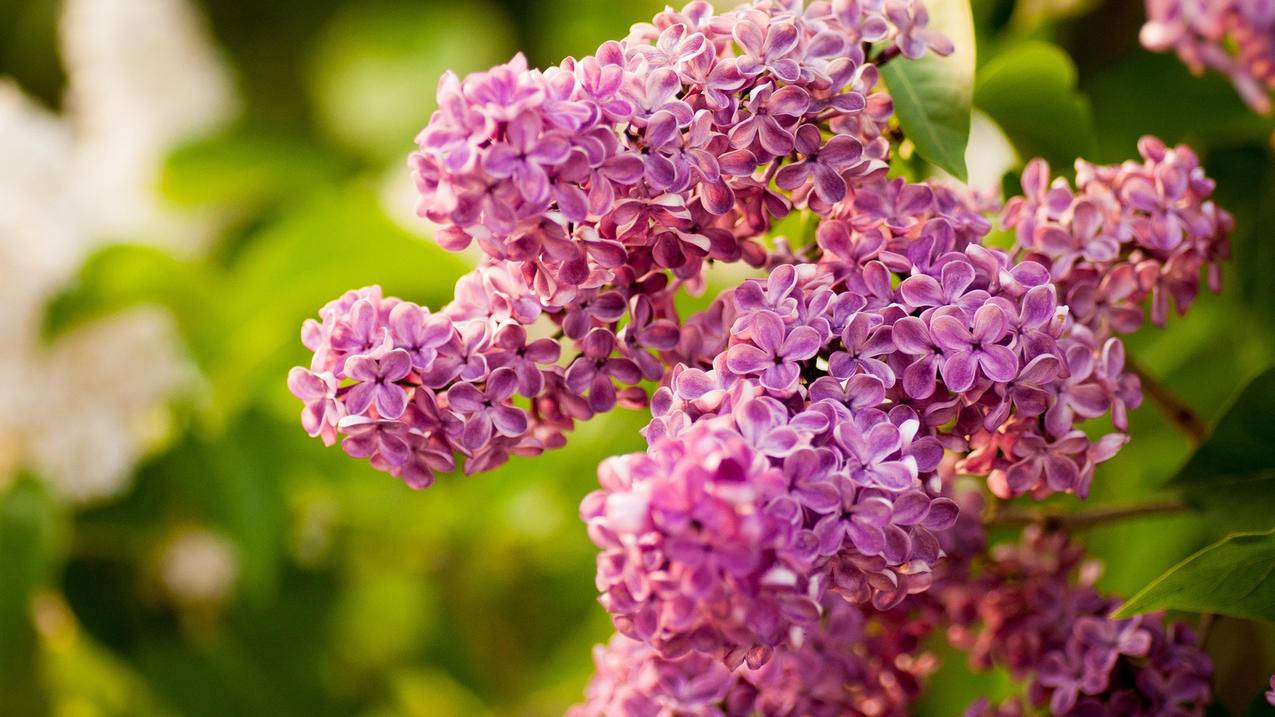 创建香港appleid账单寄送地址怎么填_apple id账单寄送地址怎么填 - 香港苹果ID - 55dz账号网