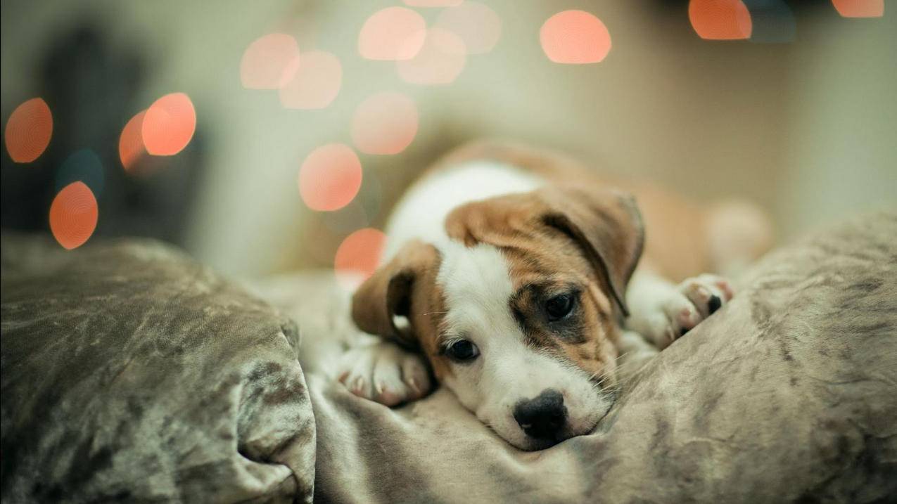 如何查询全区初中数学成绩？ - 初中教育 - ks24小时自助