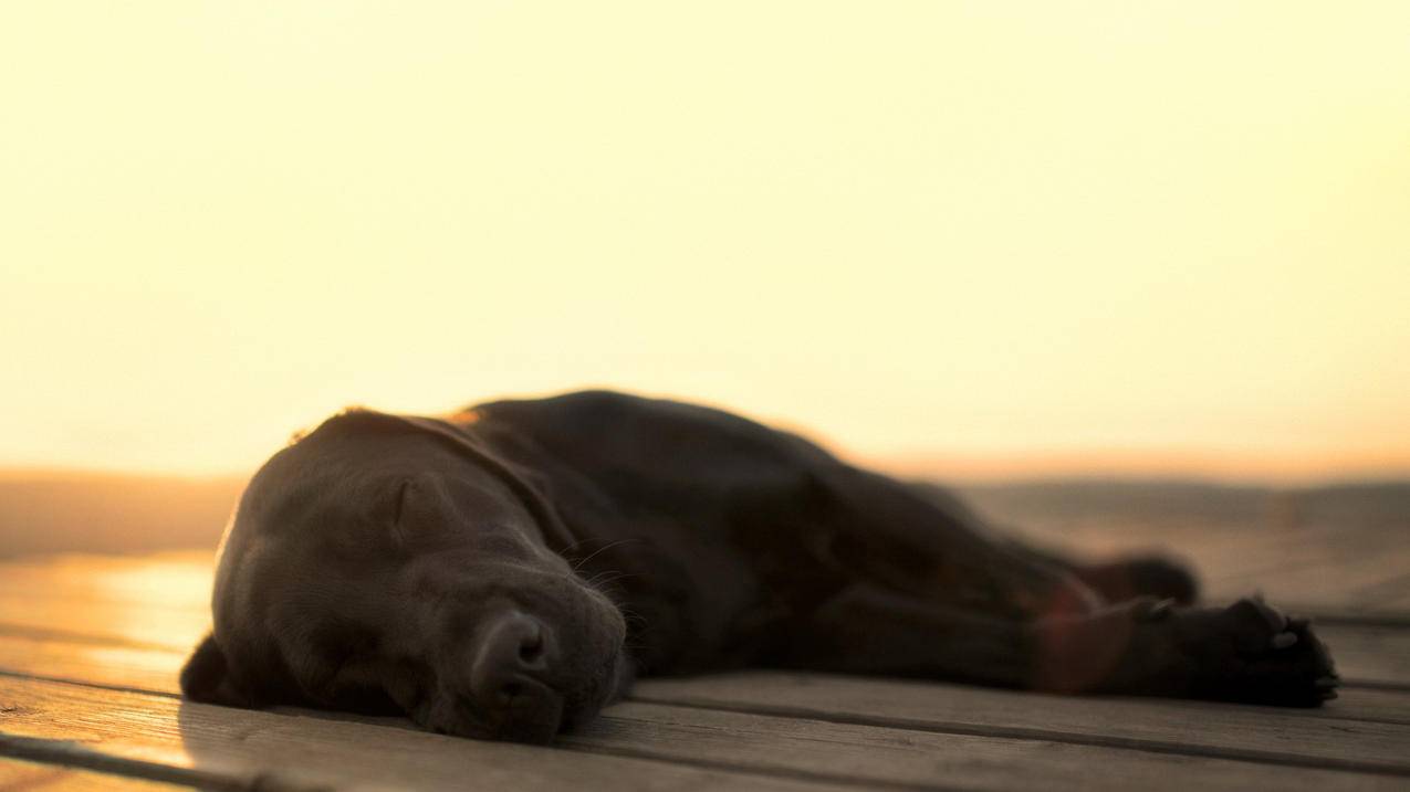 苹果在哪里关闭自动续费订阅 ， 苹果关闭自动扣款在哪里设置  - 55dz账号网