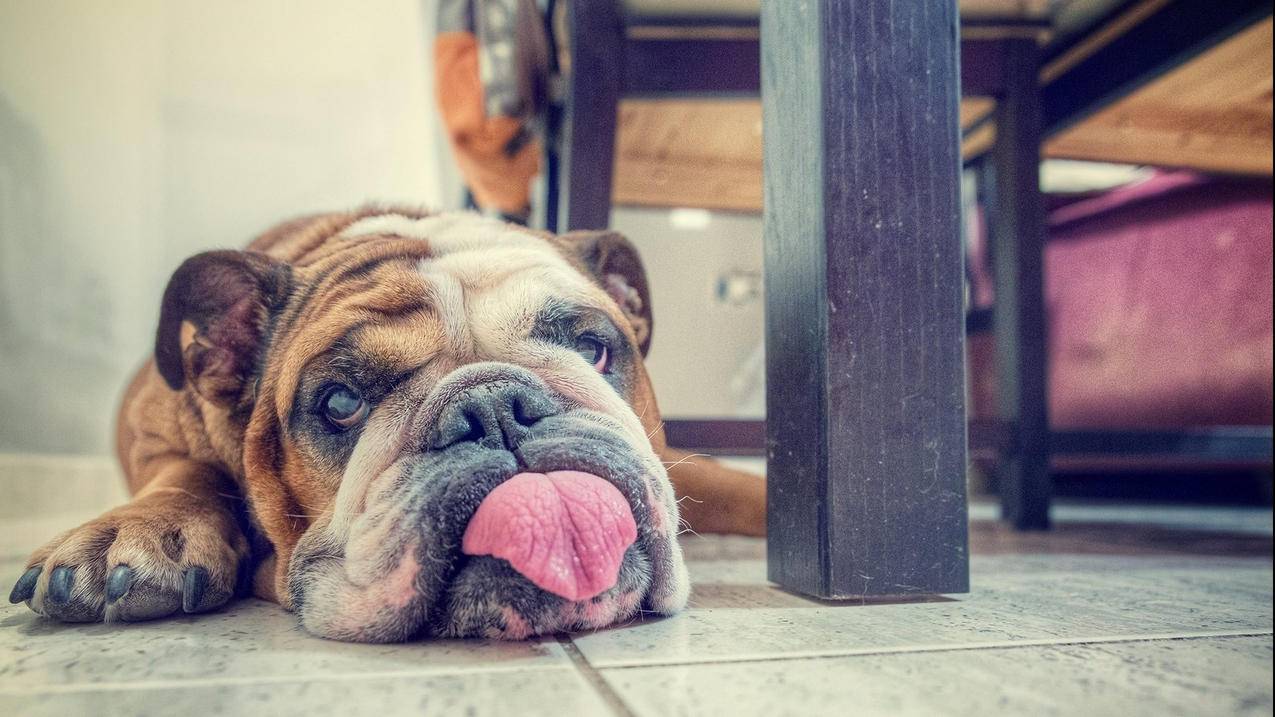 nba2kol2拉方索埃利斯能直升机吗_拉方索埃利斯 nba2kol2 - IOS分享 - 55dz账号网