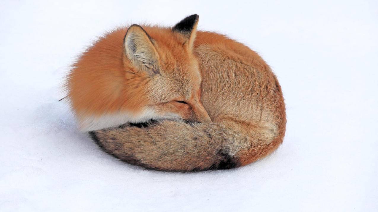 小七云游戏 - 凌风代刷网