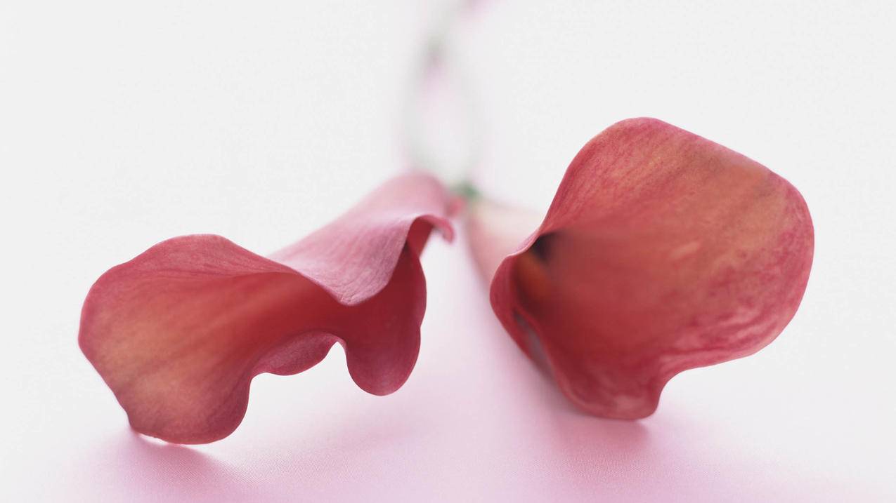 日系ins风动漫头像_日系ins风动漫头像闺蜜 - INS相关 - 55dz账号网