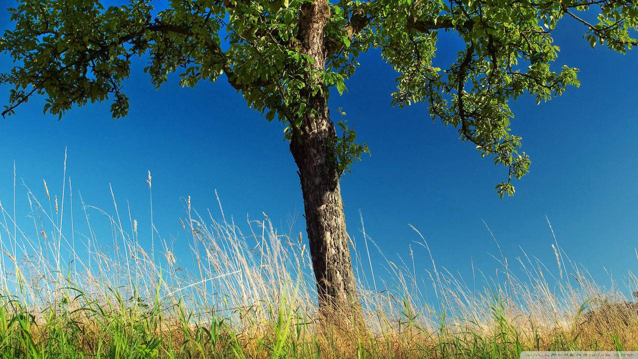 手机skype怎么更新_skype更新后无法运行 - skype相关 - 55dz账号网