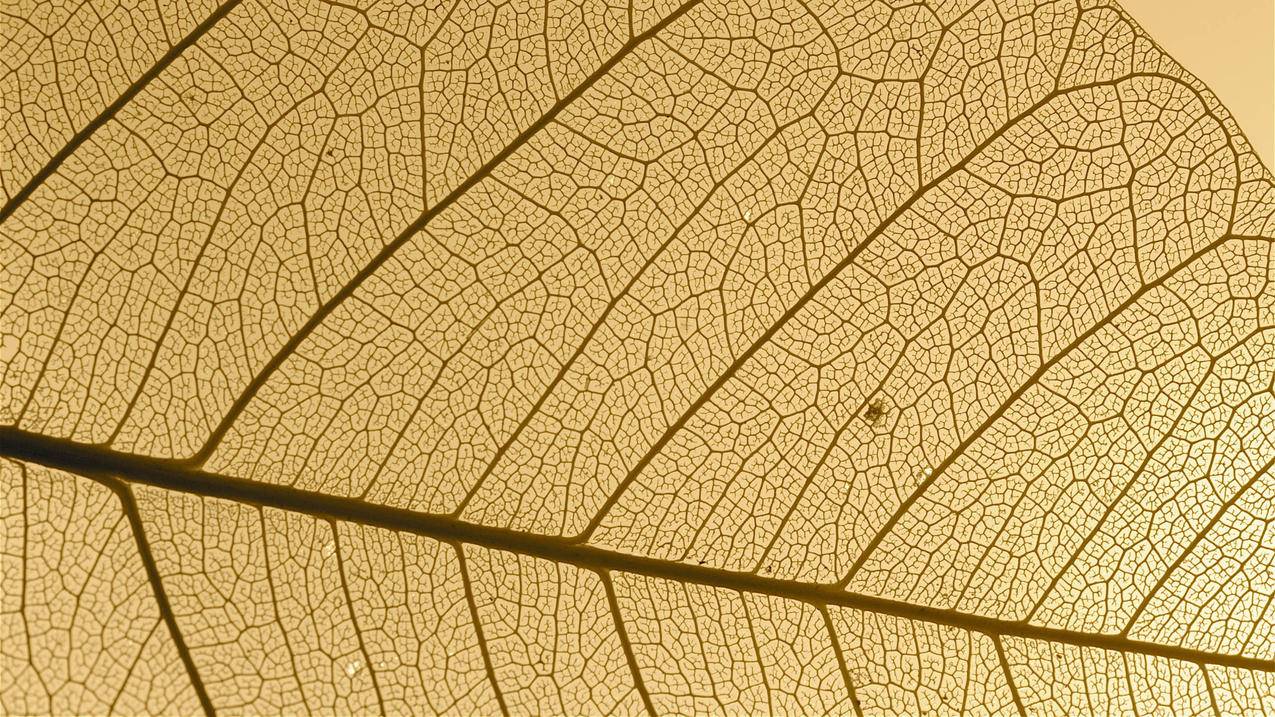 澳门Apple ID苹果APP已购账号共享[全新注册创建]_海外账号购买网