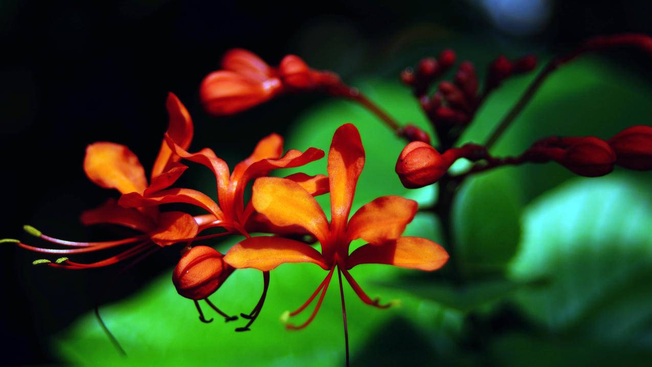 创建日本苹果id密码怎么设置_怎么创建日本Apple ID - 日本苹果ID - 55dz账号网