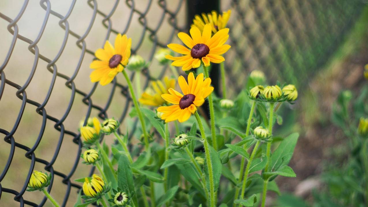 如何申请带域名的邮箱_申请了域名可直接使用邮箱吗 - gmail相关 - 55dz账号网