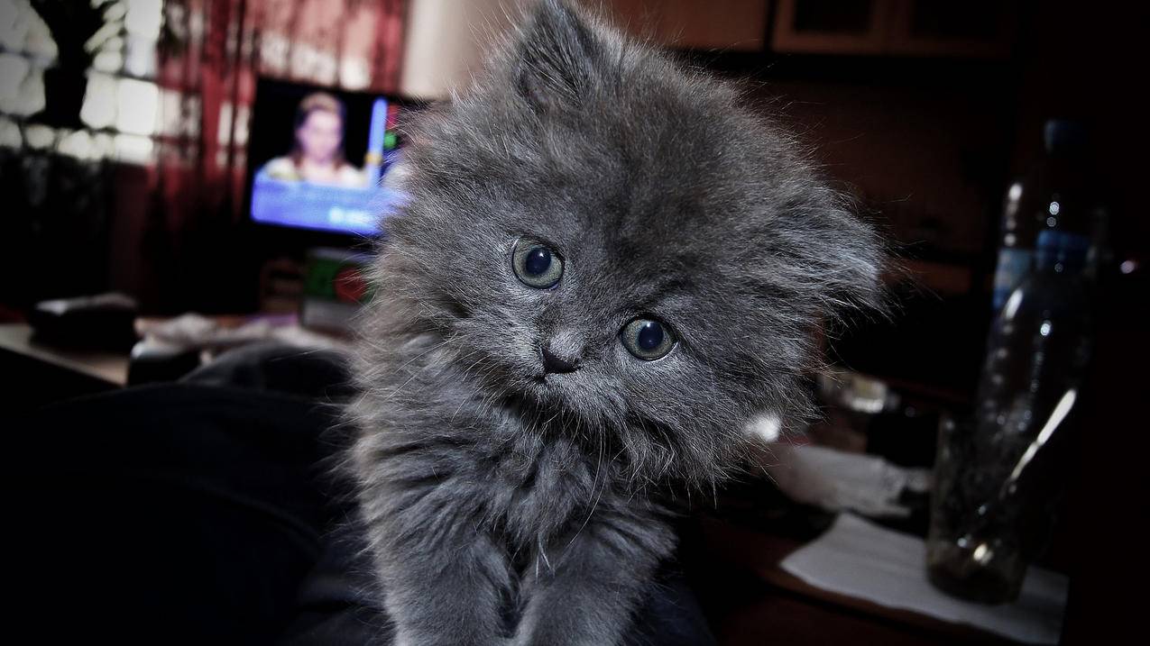 v2ray免费地址_v2ray免费服务器 - 注册外服方法 - 55dz账号网