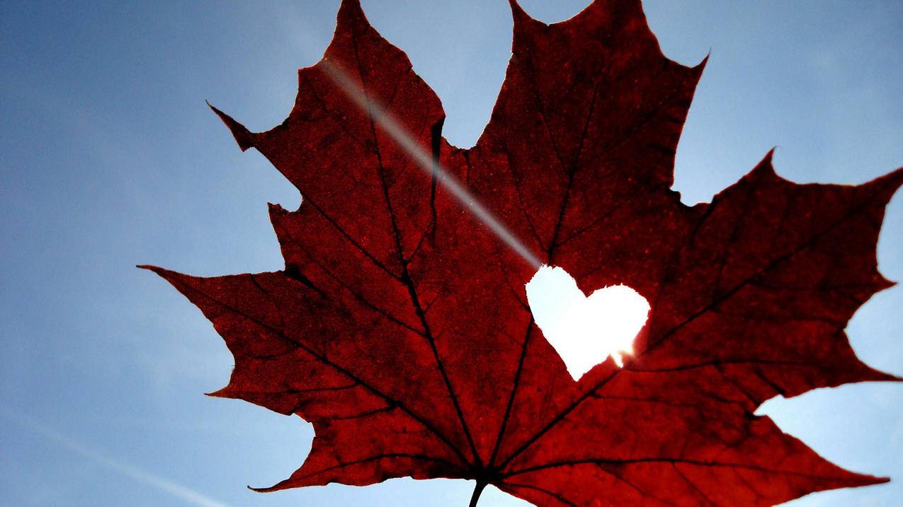 抖音代网刷B站刷赞网-快手刷赞24小时在线