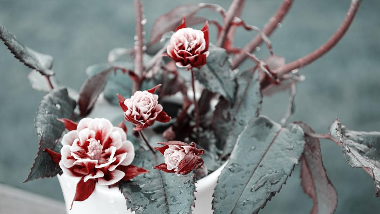 没有越南apple id密码怎么下载软件 - 各区苹果ID - 55dz账号网