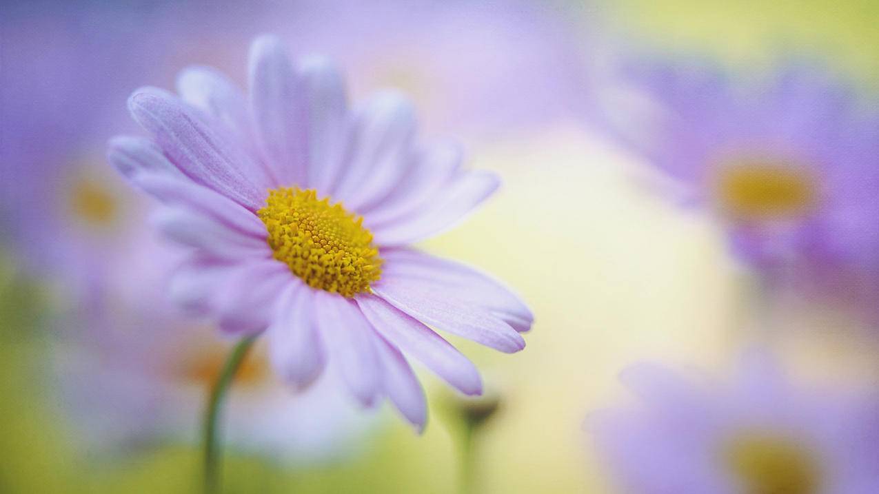 抖音里面静音是什么-dy业务网