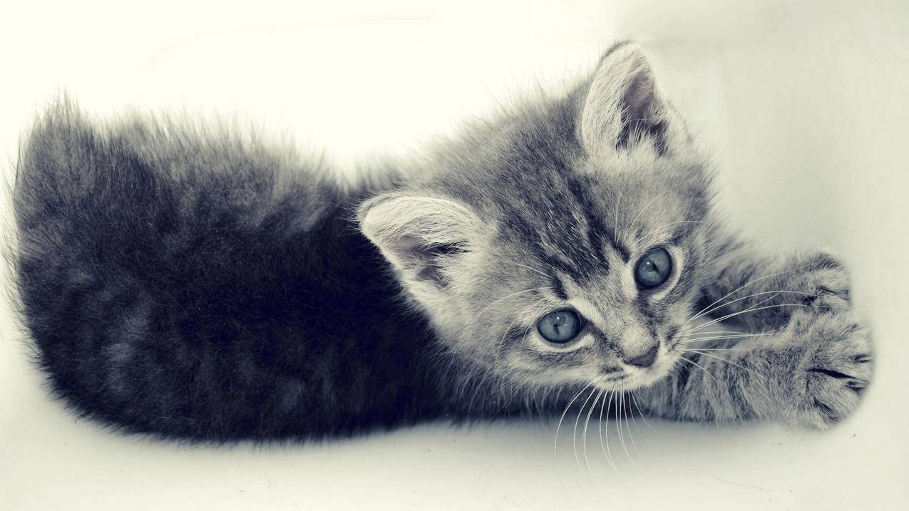 为什么打不开facebook网页_facebook网站进不去 - facebook相关 - 55dz账号网